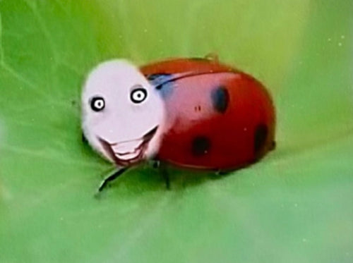 bald da killa pin